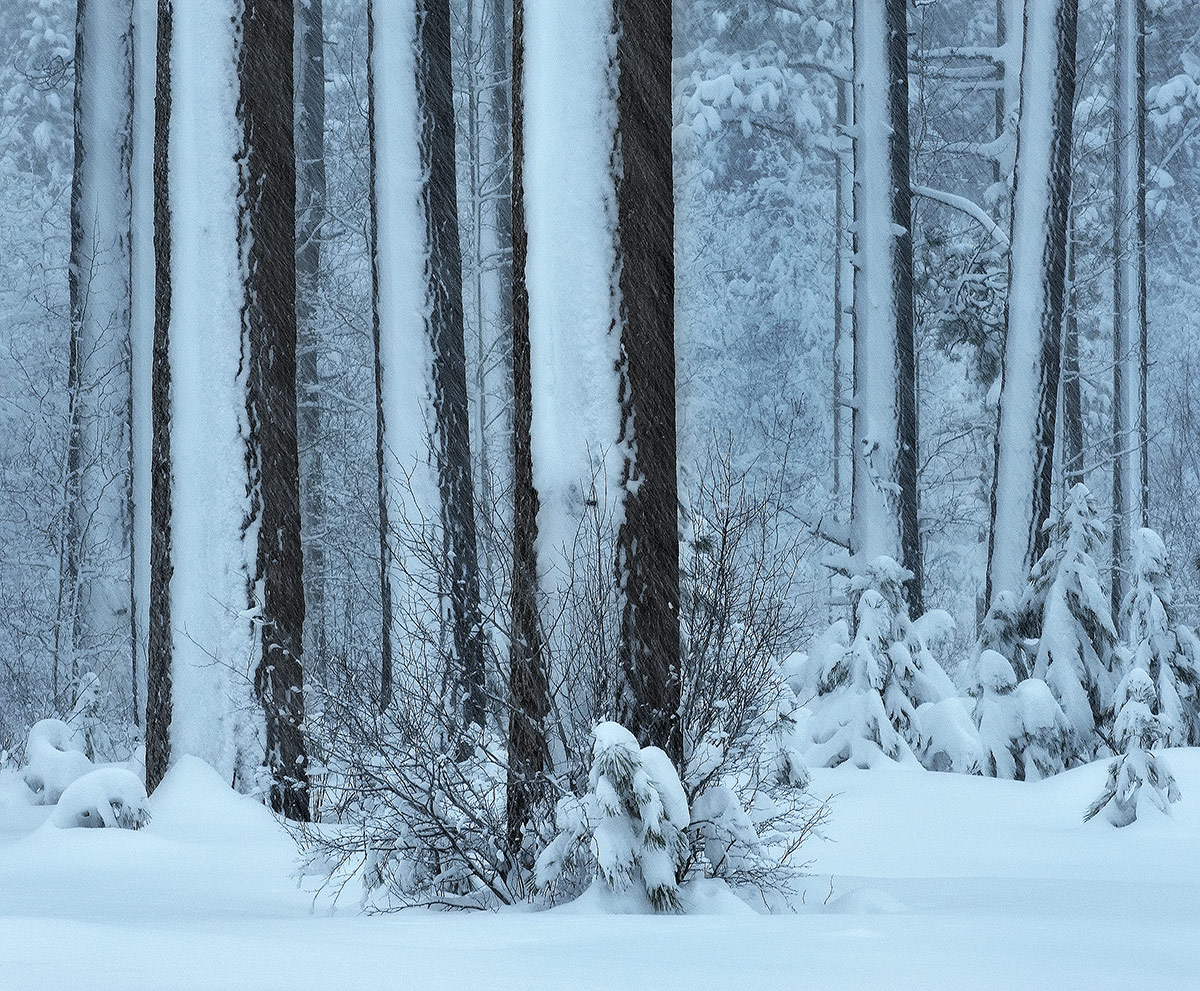 Snow Penciled + Repost