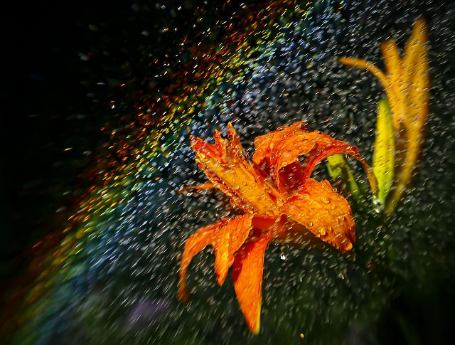 Garden Rainbow