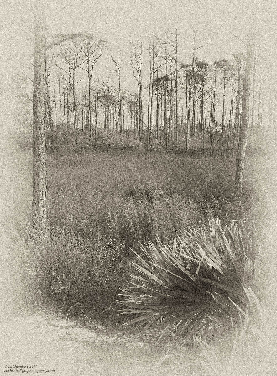 Florida Landscape