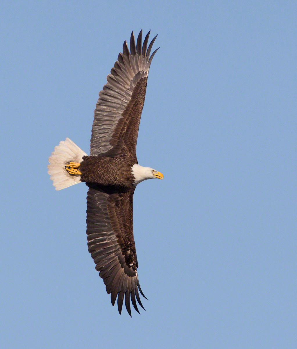 Knife Edge Bald Eagle