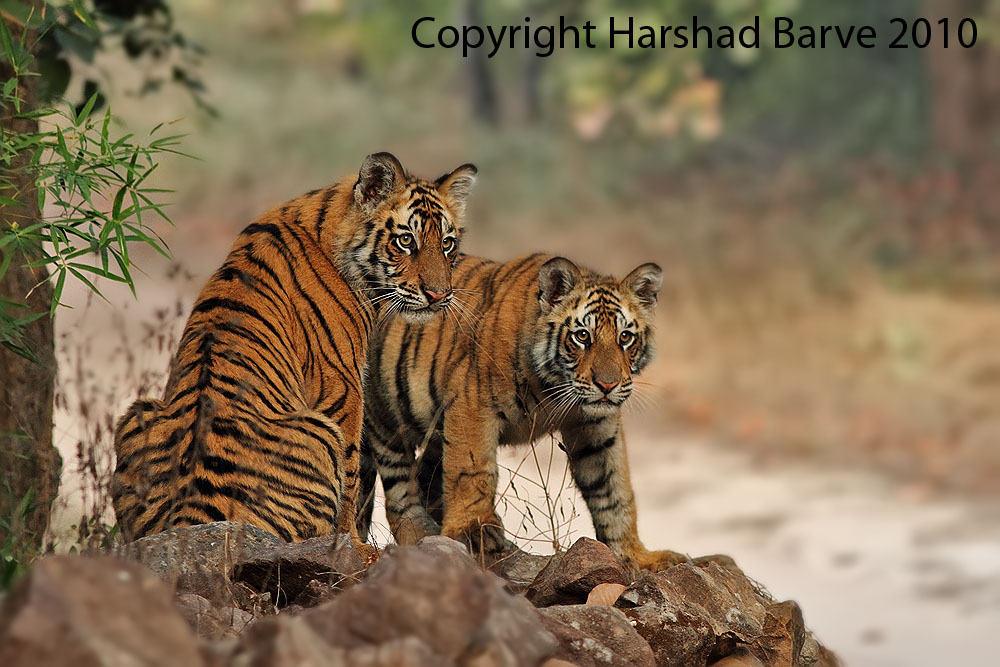Tiger Cubs