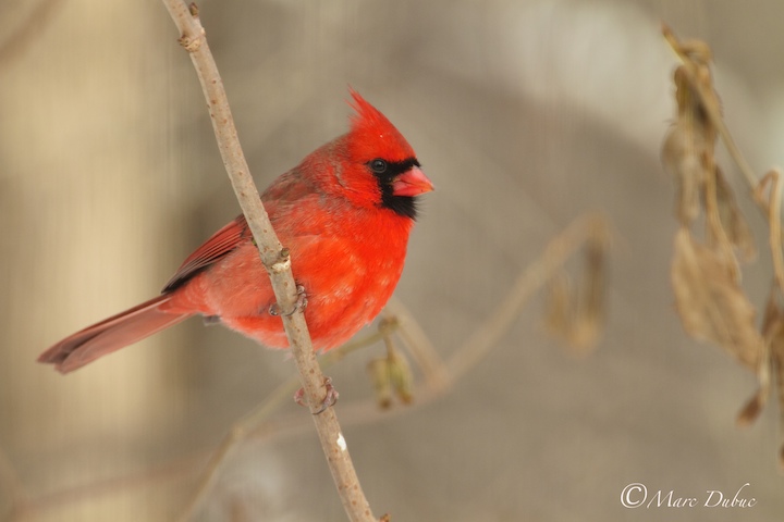 Northern Cardinal