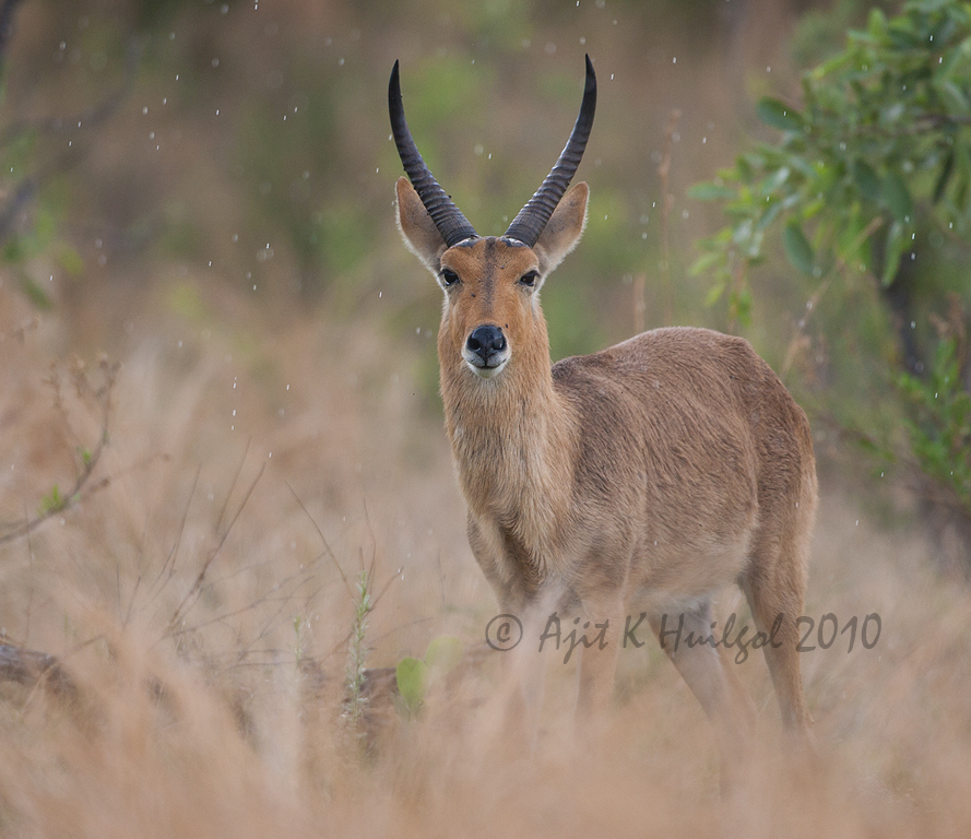Reedbuck in the rain