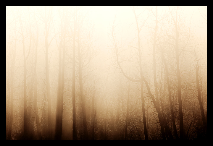 Fog on Fire