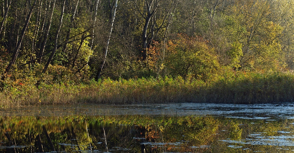 Autumn Reflections