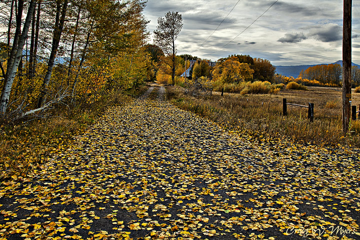 Paved in Gold
