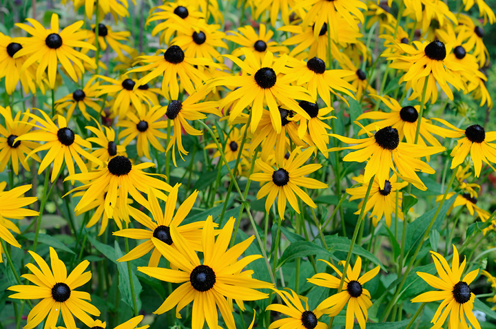 Smiling Susans