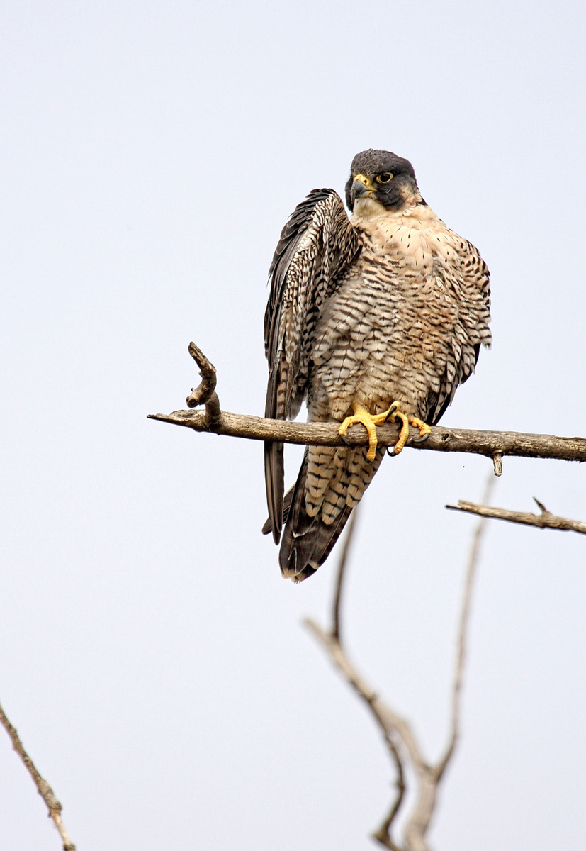 Peregrine