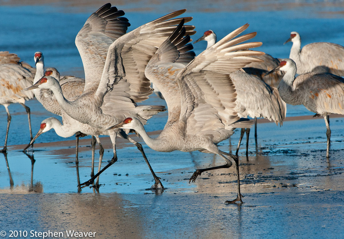 Cranes ready to take-off