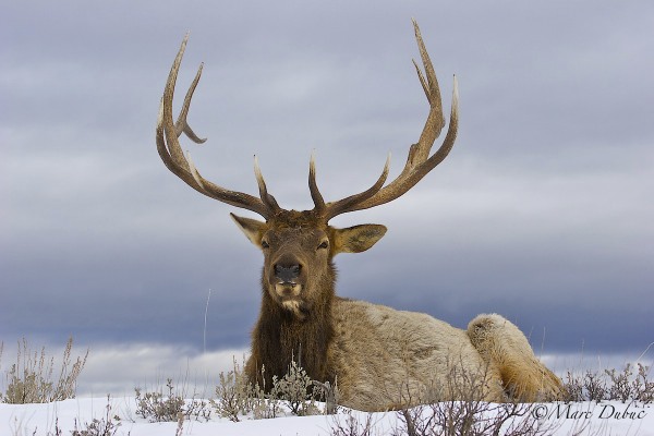 Elk