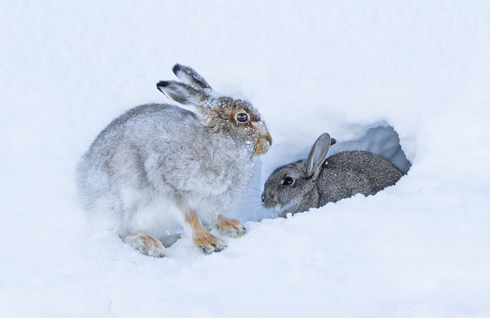 Mountain Hare and Rabbit