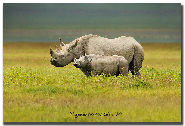 Black Rhinos
