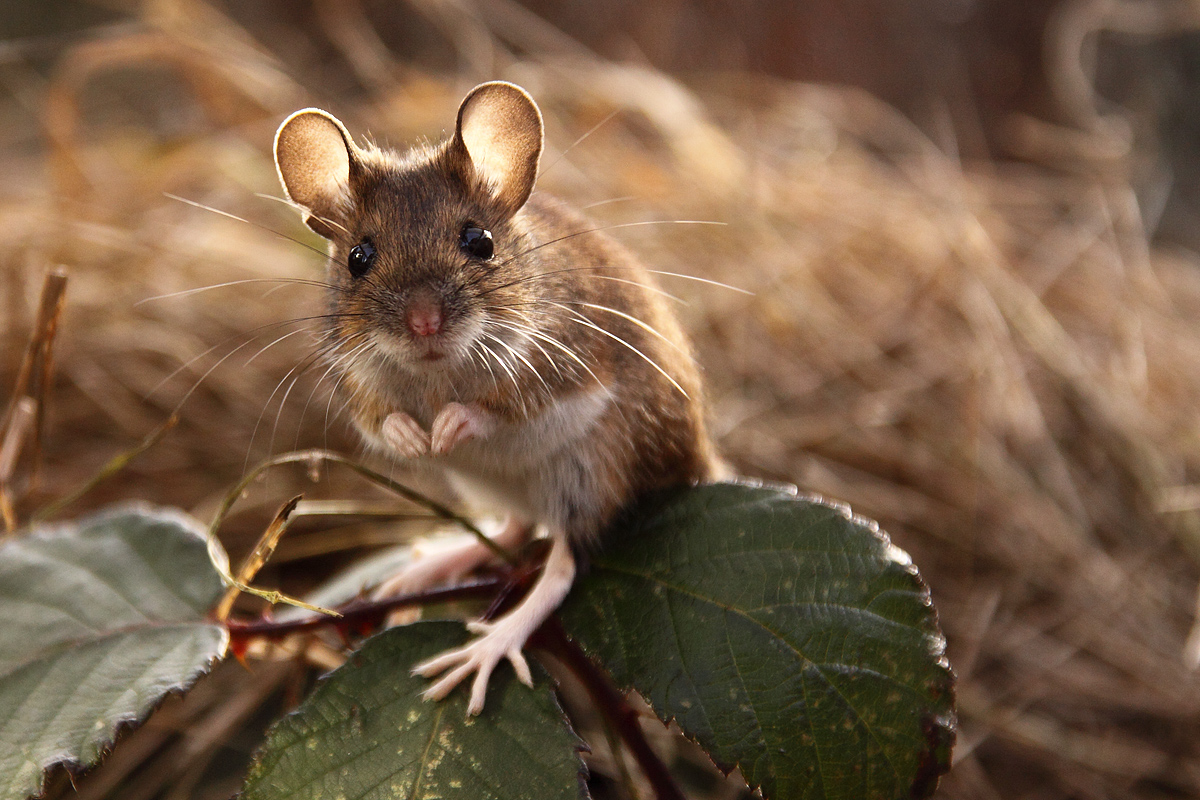 Long Tailed Field Mouse