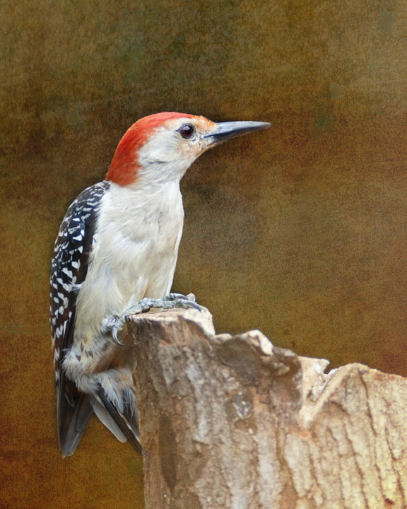 Red Bellied Texture