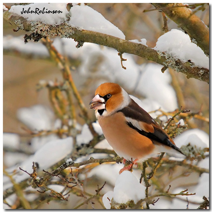 Hawfinch