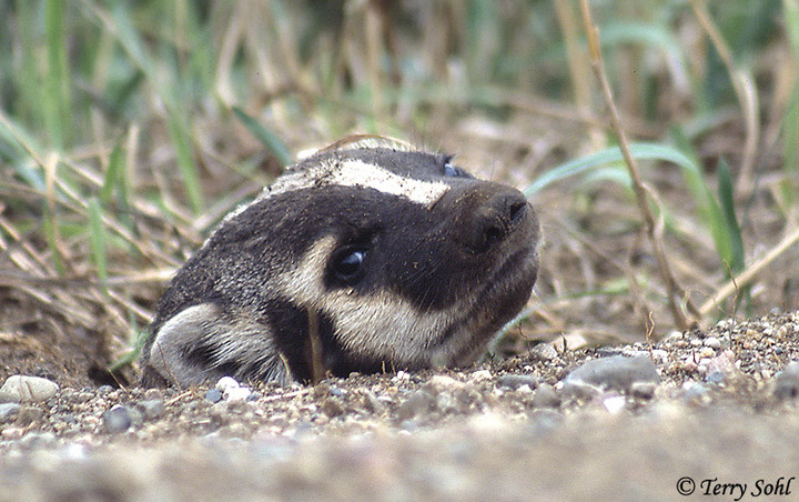Badger Peek-a-boo