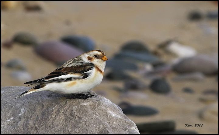 Snow Bunting