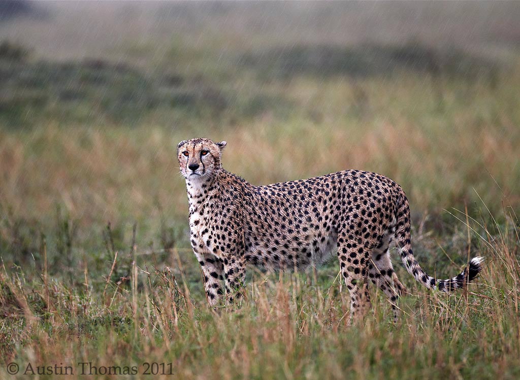 Cheetah in the rain