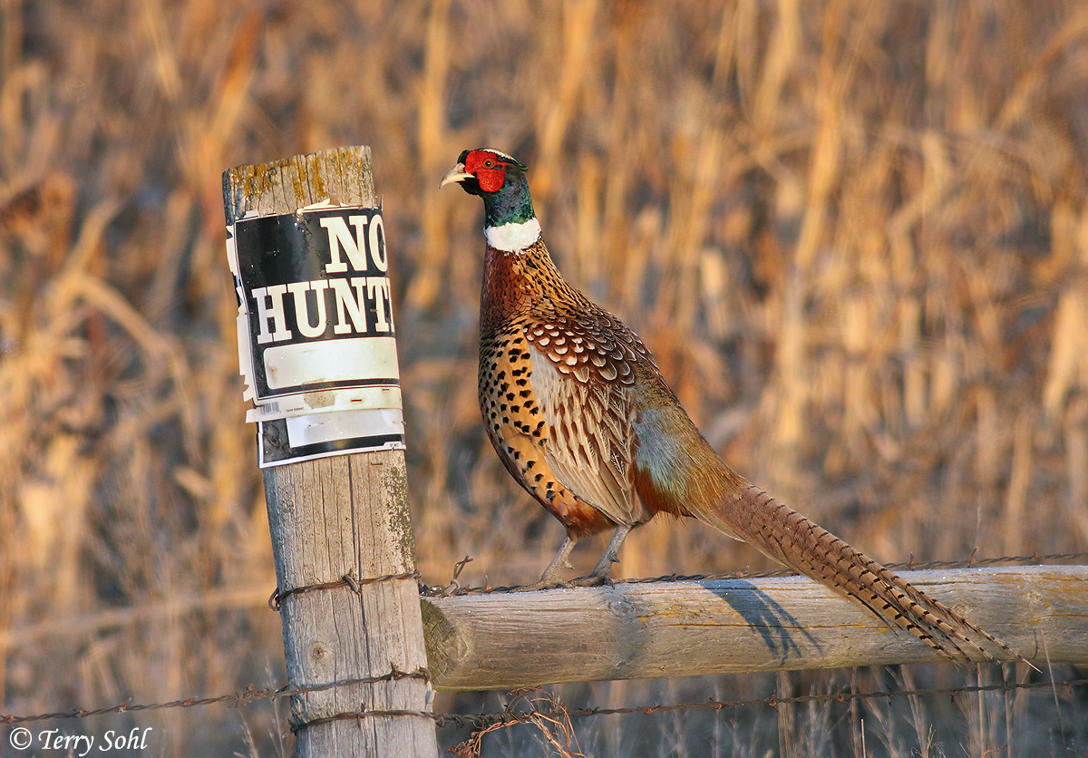RN Pheasant - No Hunting