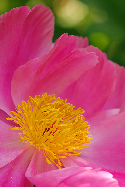 Peony