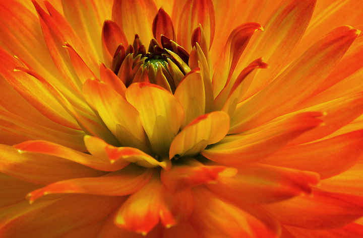Fiery Dahlia