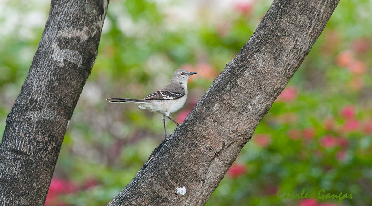 Northern Mockingbird