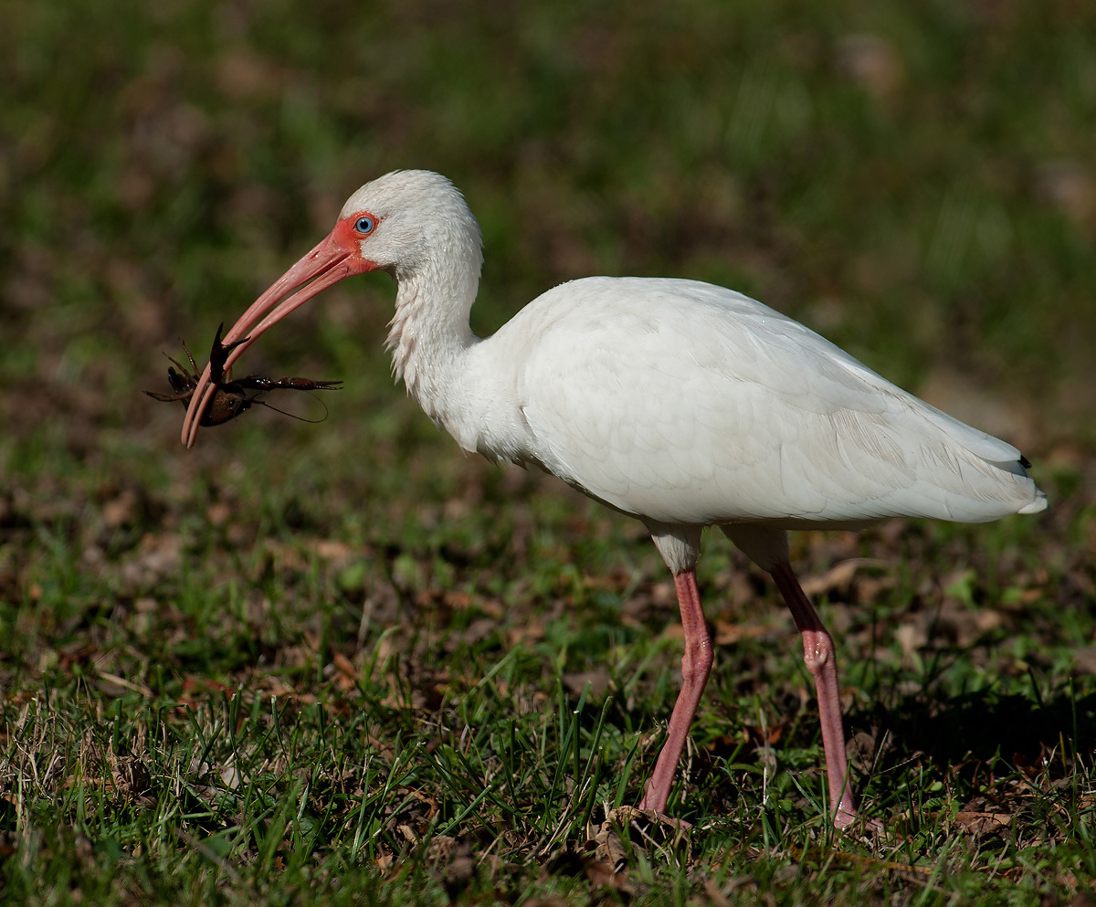 Ibis with Crawfish