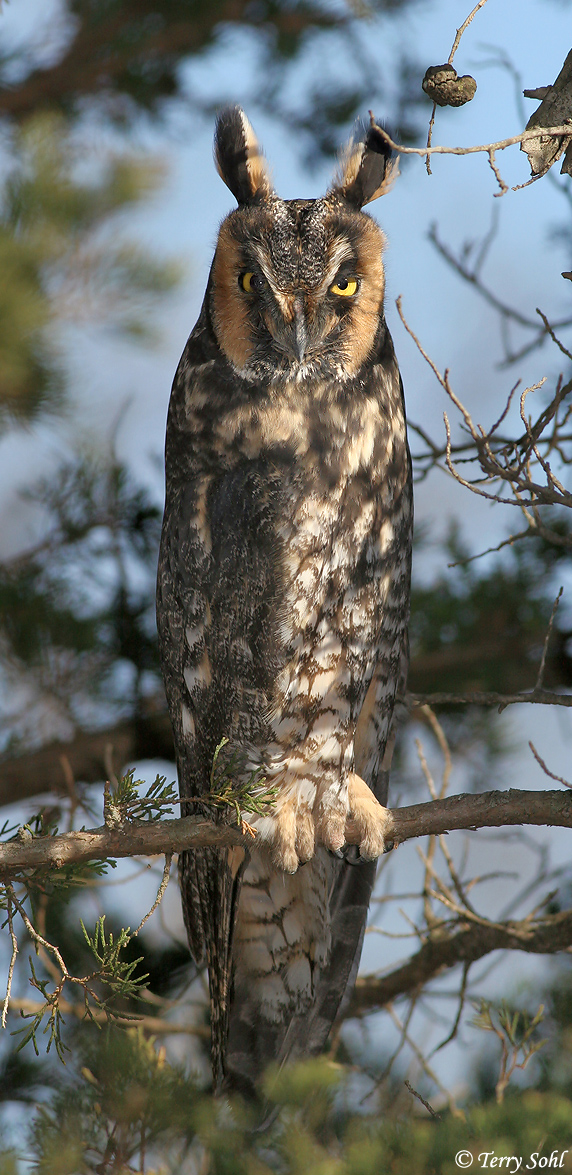 L.O. Owl - Vertical Pano