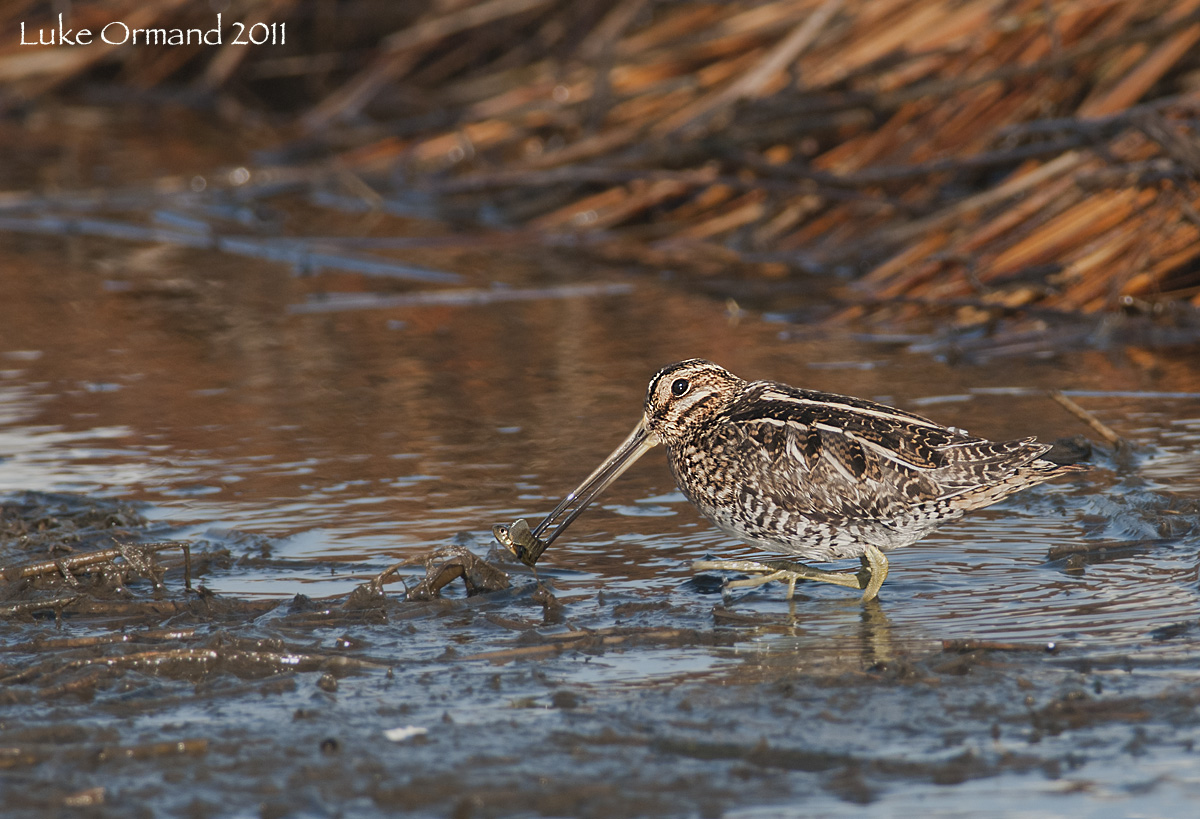 Snipe w/fish