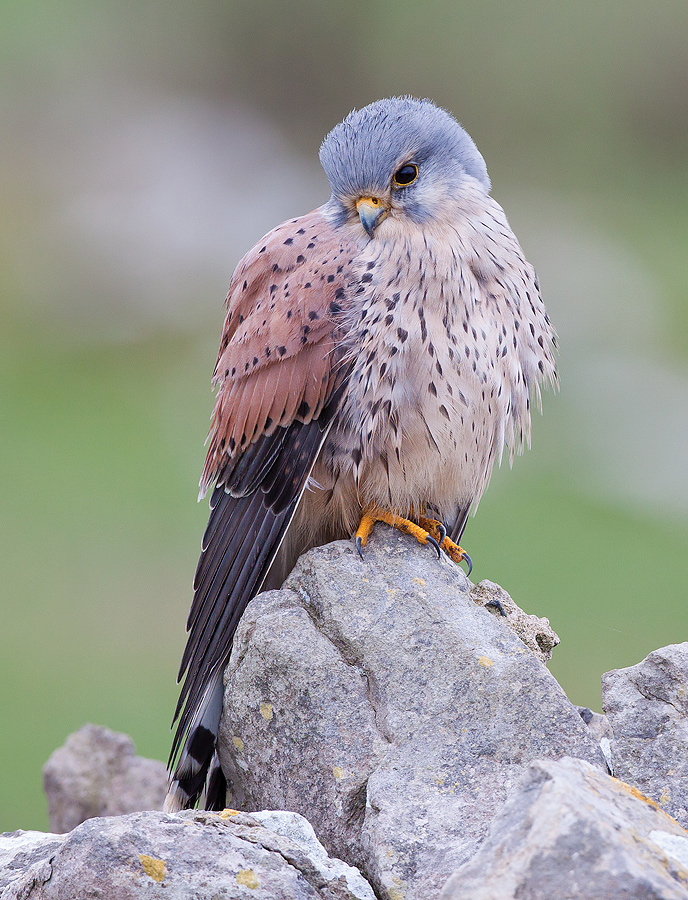 kestrel