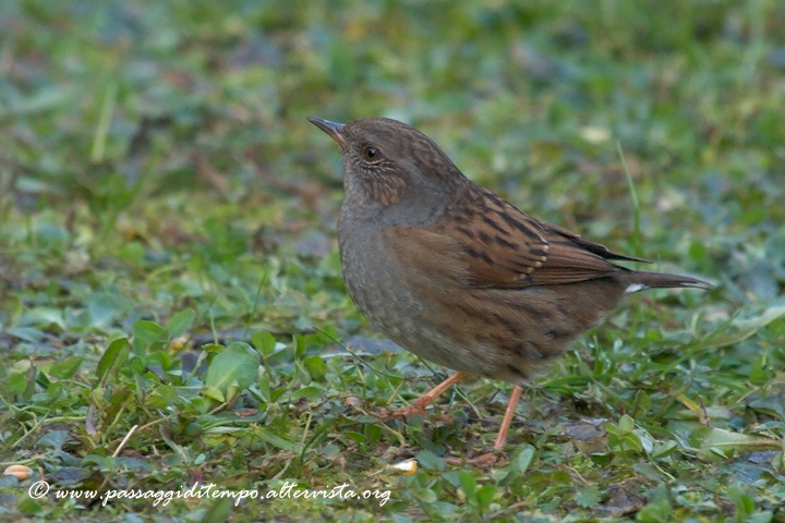 Dunnock