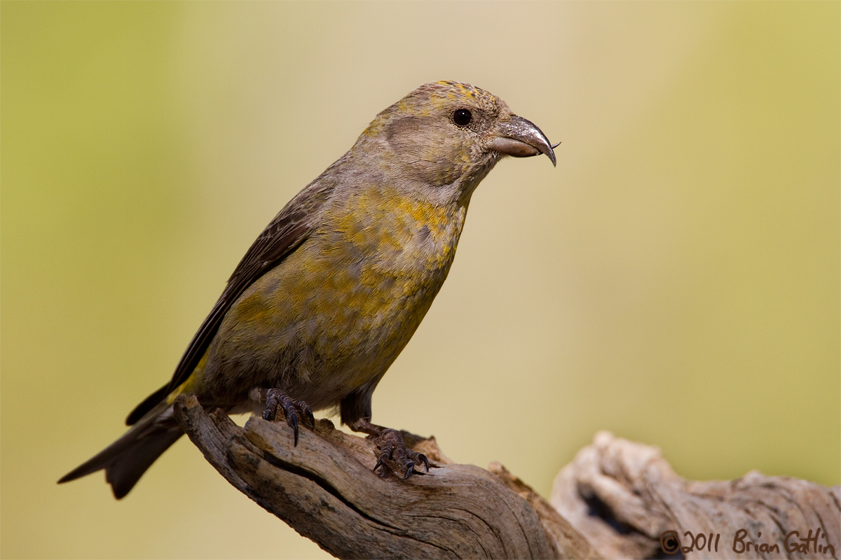 Female Red Crossbill