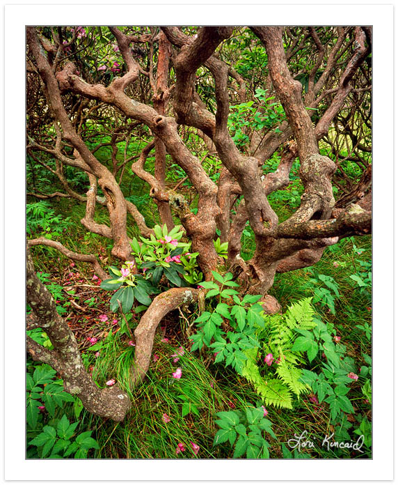 Rhodies, Angelica & Fern