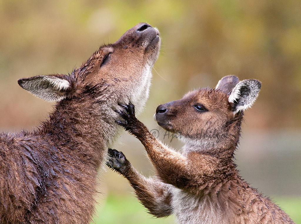 Kangaroo and joey