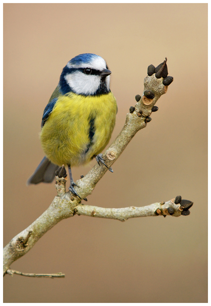 Blue Tit