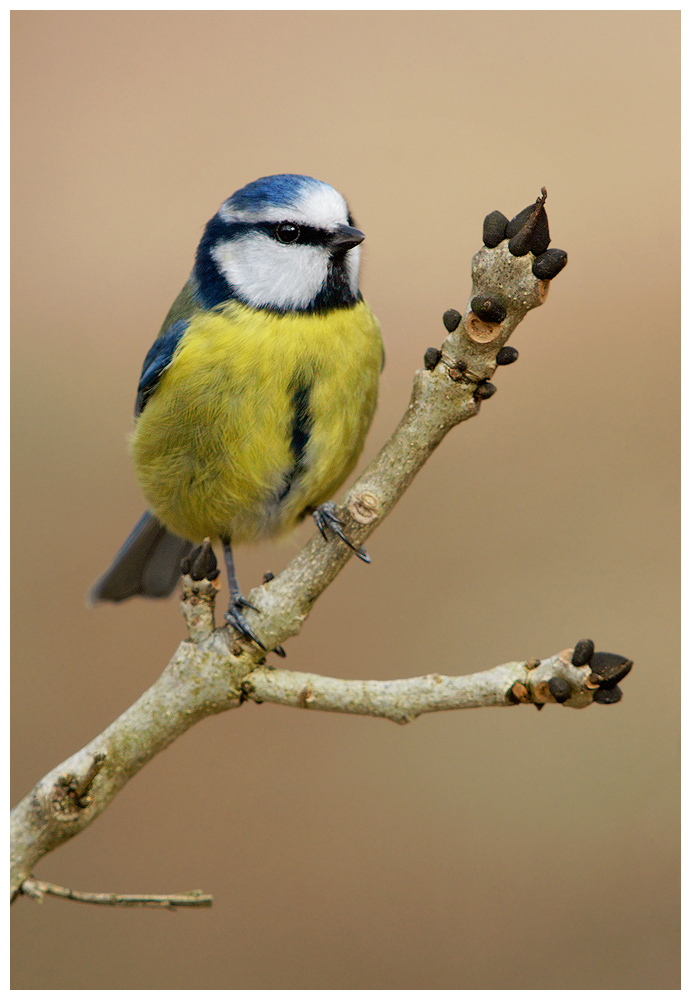 Blue Tit