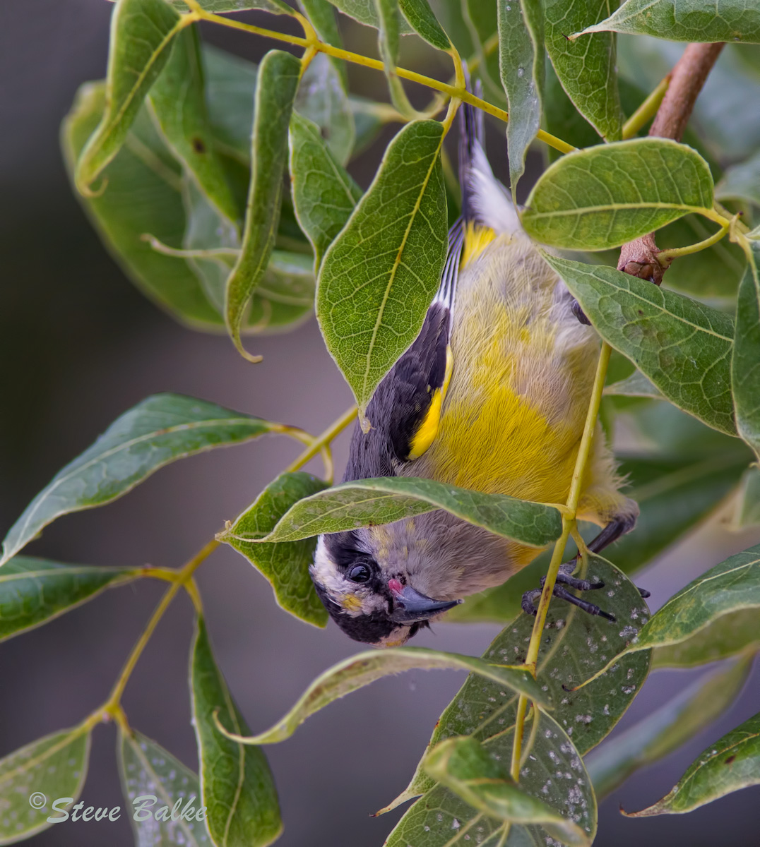 Inverted Bananaquit