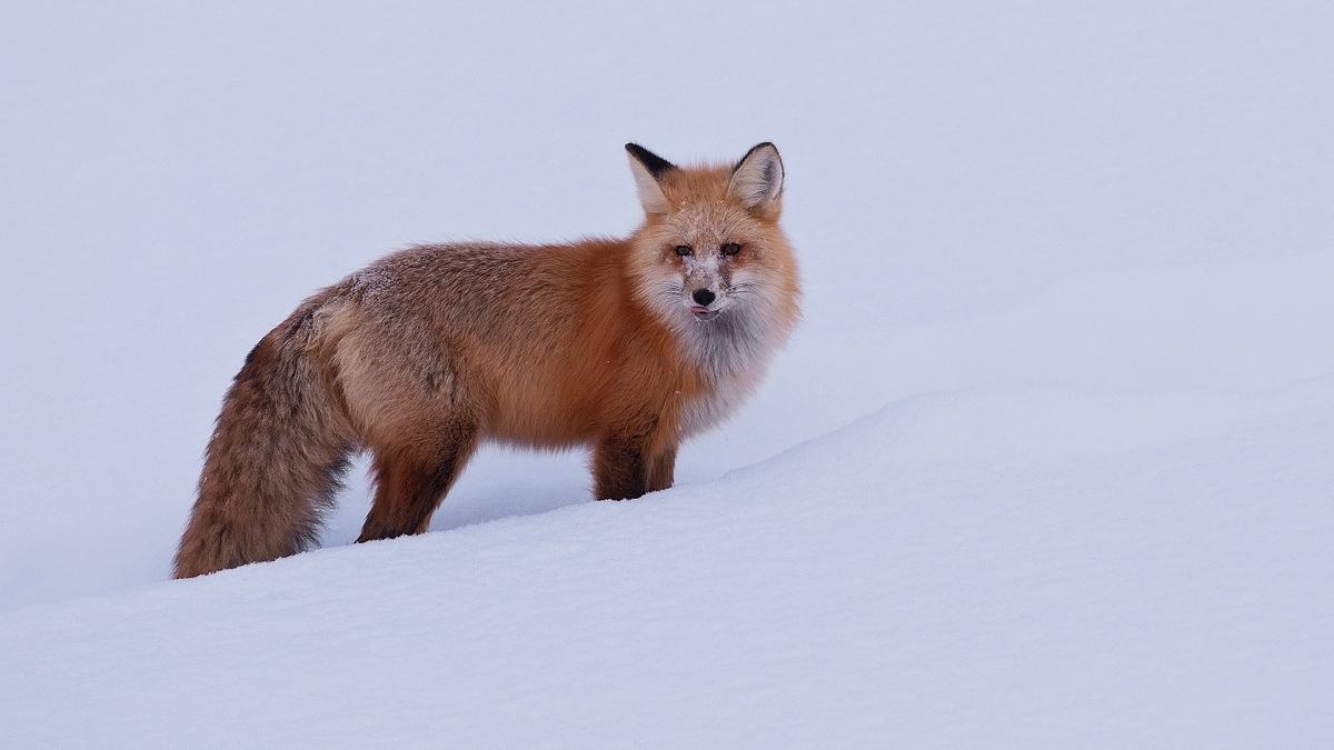 Red Fox + Repost