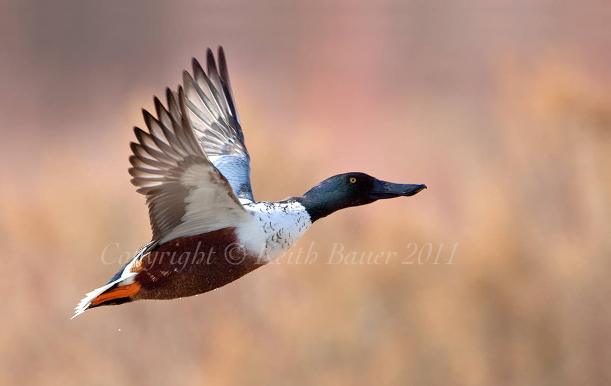 Northern Shoveler