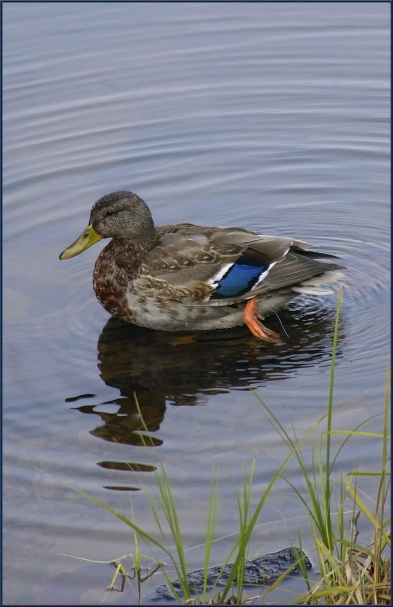 Snagged Duck