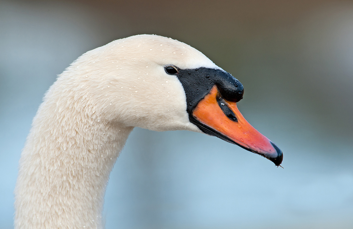 White Swam