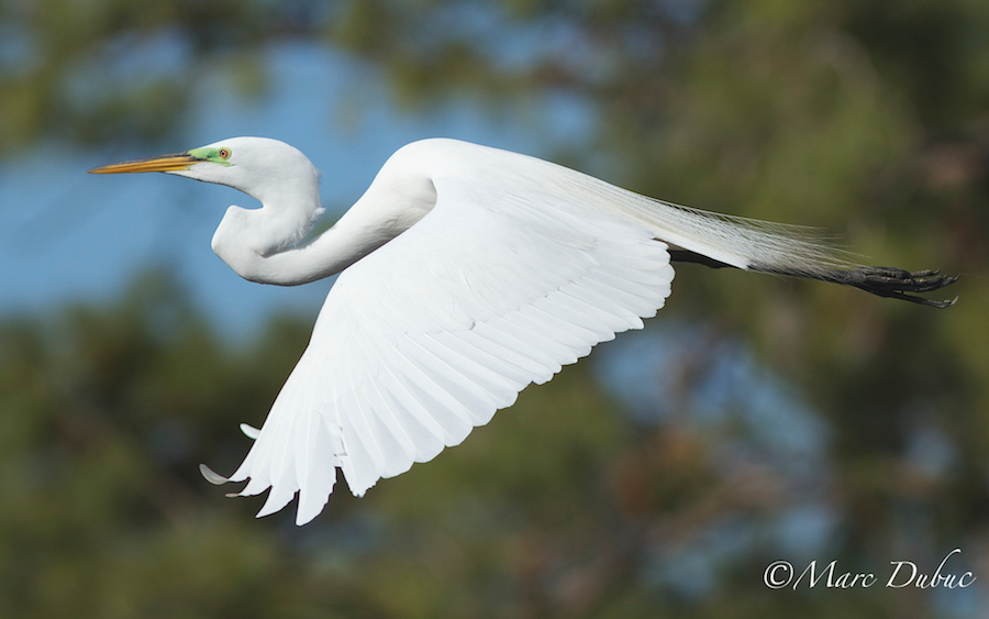 Great Egret
