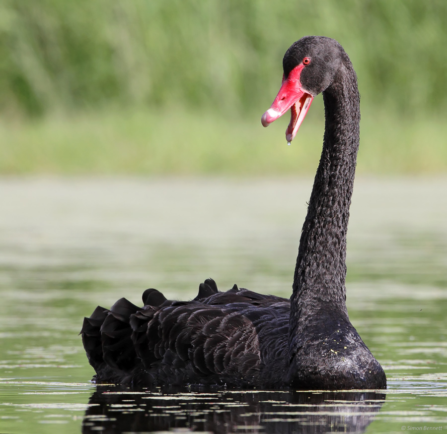 Black Swan