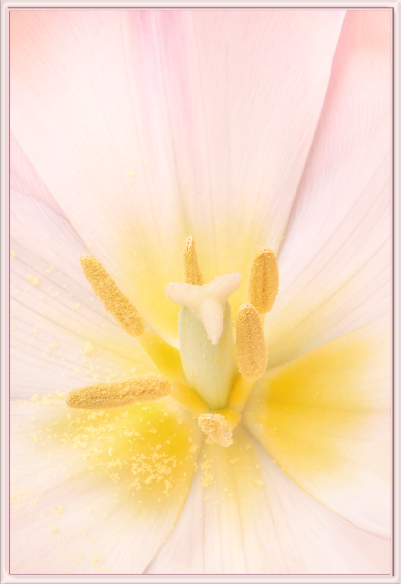 Tulip 67