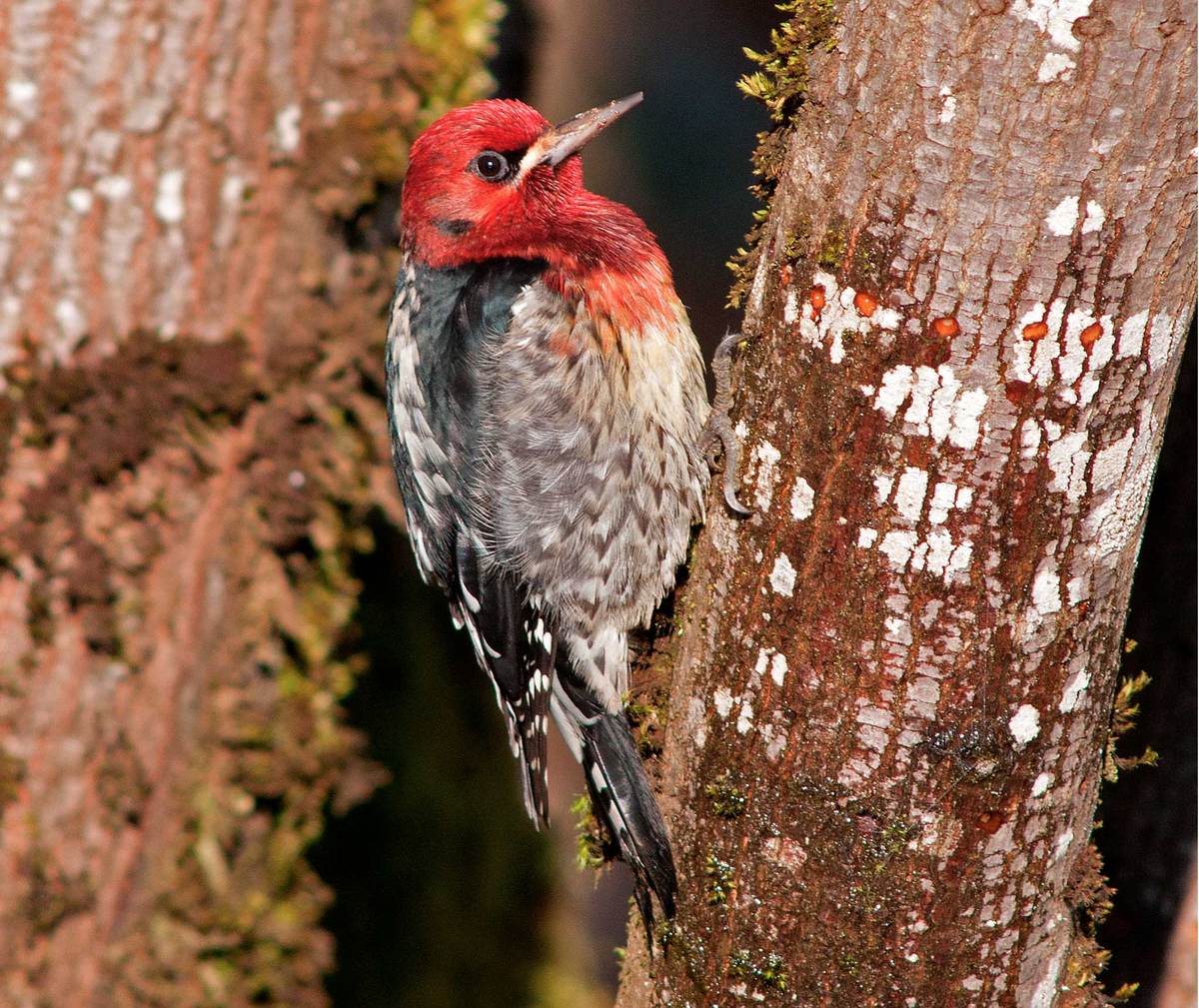 Red-Breasted Sapsucker