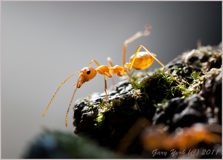 Ant