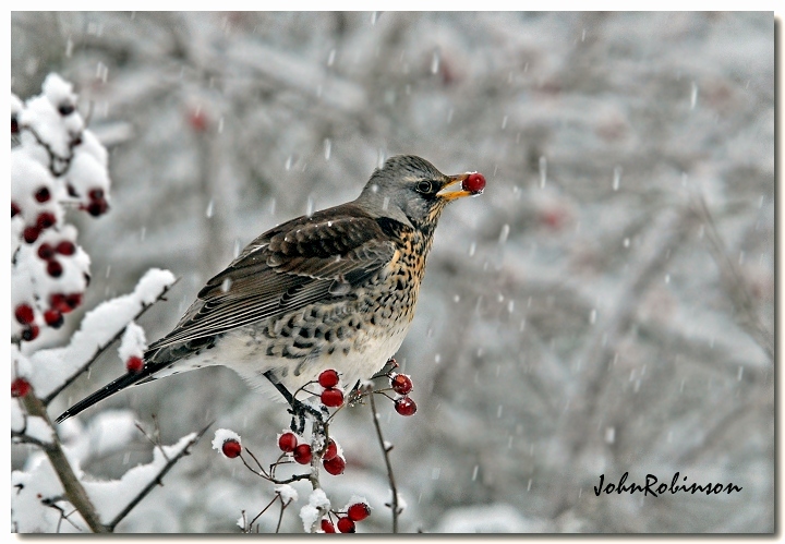Snow time again