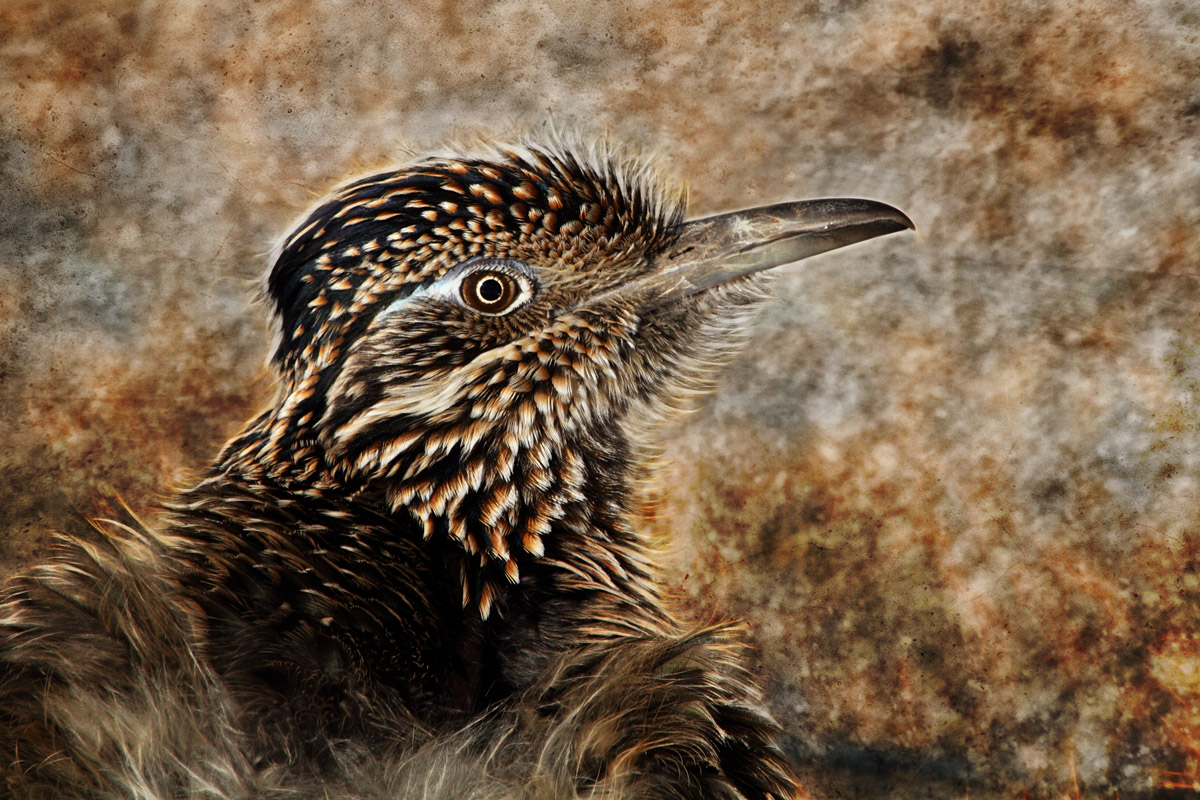 Roadrunner art 3