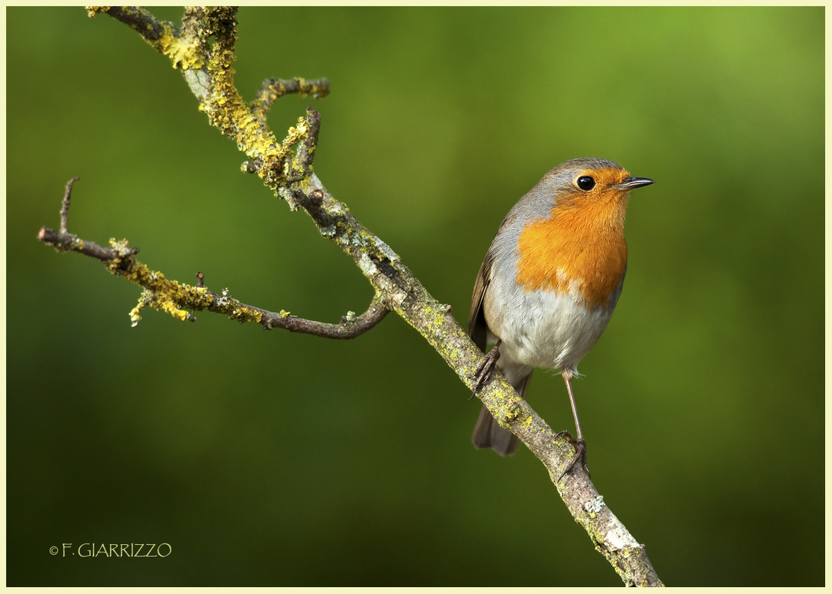 European robin