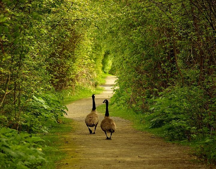Lovers Lane  (wc465)